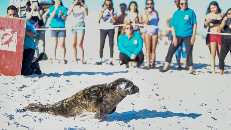Students attend the release of a seal pup, Ottie, at Robert...