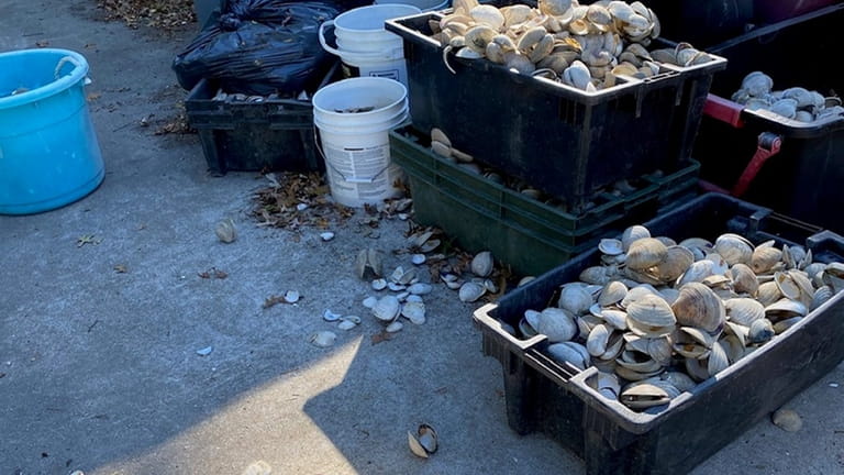 Shells are sorted on the Poospatuck Reservation to be incorporated...