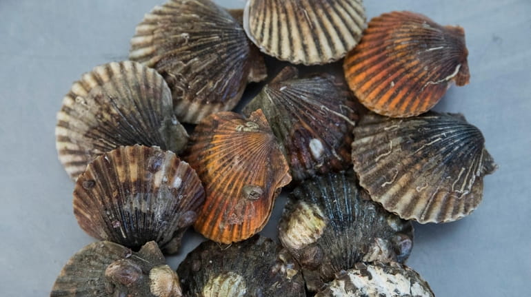 Peconic Bay scallops have seen mortality rates of from 90% to...