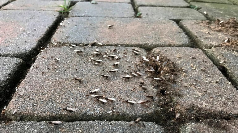 Winged ants crawl out of a gap in the sidewalk...