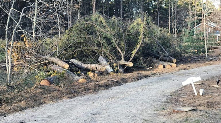 Trees infested by the southern pine beetle were cut down...