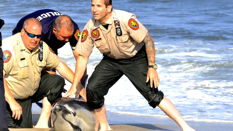 Nassau police restrain a live dolphin that washed ashore at...