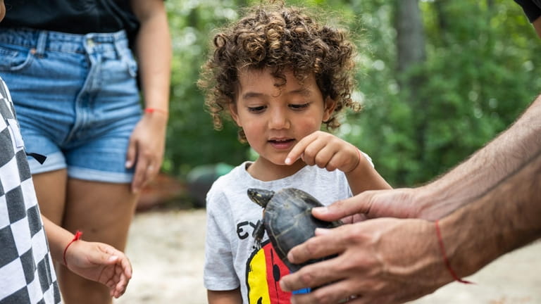 Jonathan O’Campo, 2, of Smithtown, looks at a painted turtle...
