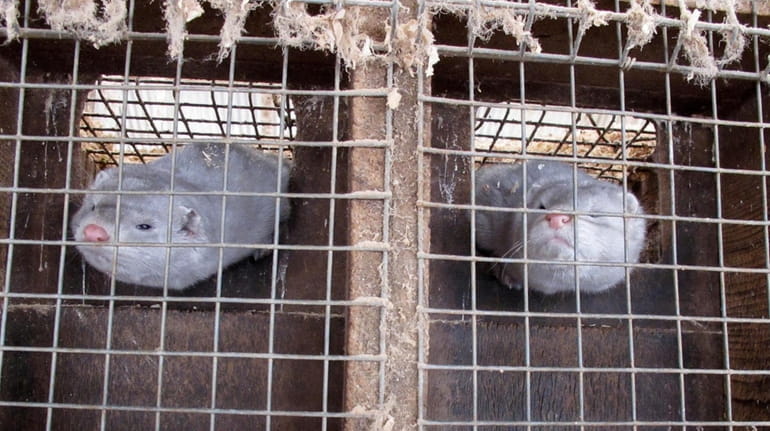 This 2013 photo shows two minks in cages at Bob...
