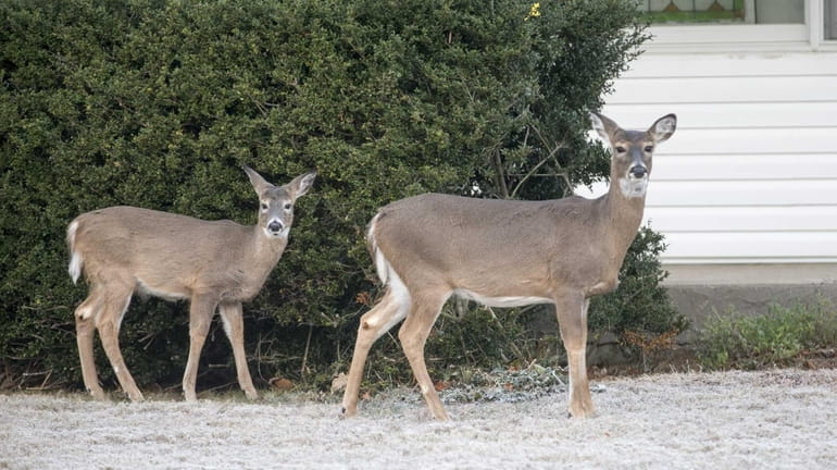 Deer are seen in front of homes in populated residential...