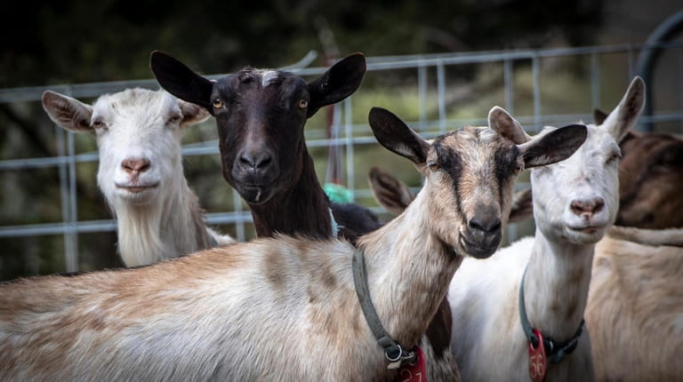 Goats at Catapano Farms in Peconic make it possible to...