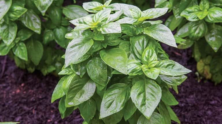 Basil 'Emerald Towers' lives up to its name with a...