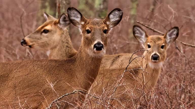 Up to 40 deer will be taken at several state...