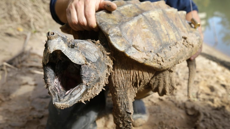 A male alligator snapping turtle is held after being trapped...
