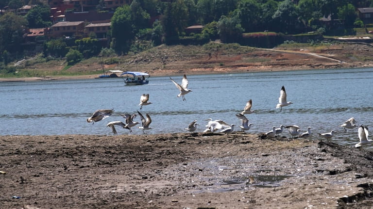 A flock of birds flies along the exposed banks of...