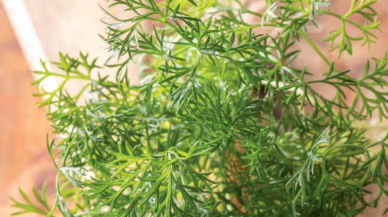 Parsley 'Green Dream' is an unusual aromatic parsley boasts tasty,...