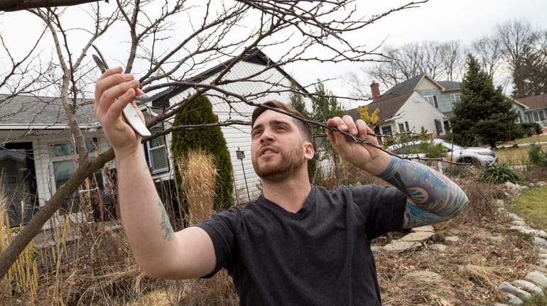 Anthony Marinello, prunes an eastern redbud in his West Hempstead...