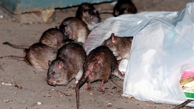 Rats swarm around a bag of garbage near a dumpster...