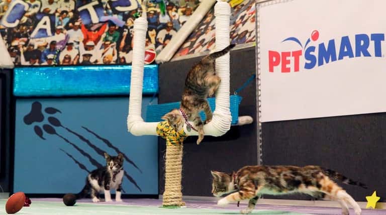 Kittens are photographed on the set during a taping of...