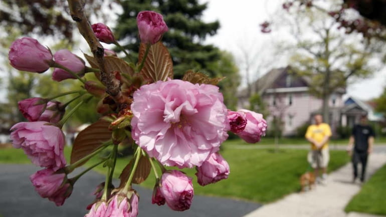 Flowers bloom on a tree in Akron, N.Y. (May 10,...