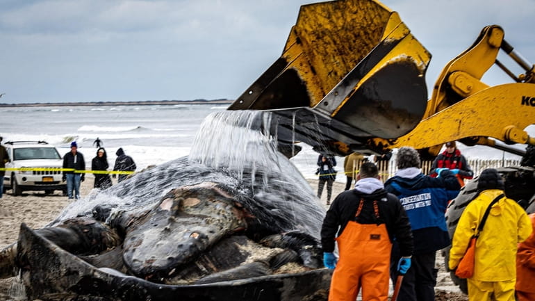 Luna, the 41-foot-long humpback whale that washed ashore on Lido...