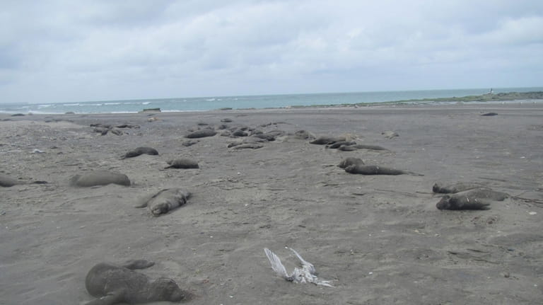 Dead elephant seals line the beach at Punta Delgada, Chubut,...
