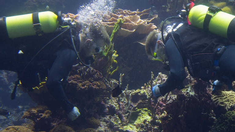 Divers with gloved hands gently nestled the first self-bred corals...
