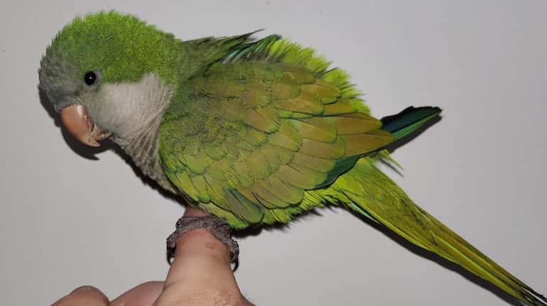 A green and gray Quaker parrot that flew into a...