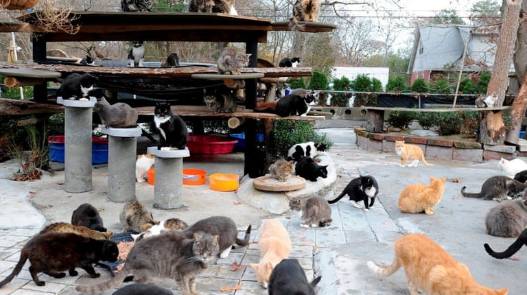 Some of the nearly 300 cats living at the Happy...