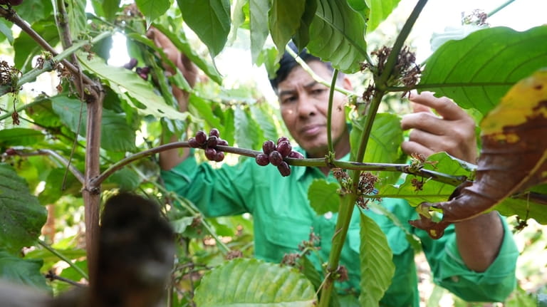 Farmer Le Van Tam tends coffee plants at a coffee...