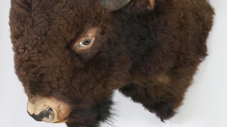 The Hecksher Museum in Huntington is selling a bison head...
