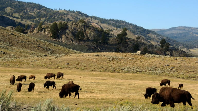 A herd of bison grazes in the Lamar Valley of...