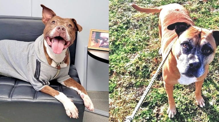 Delilah and Samson are available for adoption at the Smithtown...