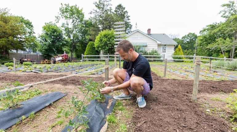 Nick Voulgaris, owner of Kerber's Farm, checks on tomato plants...