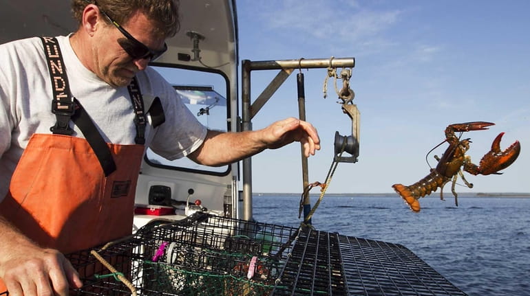 A fisherman in Maine returns an undersized lobster on May...