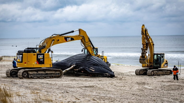 A 41-foot humpback whale name Luna washed ashore on Lido...