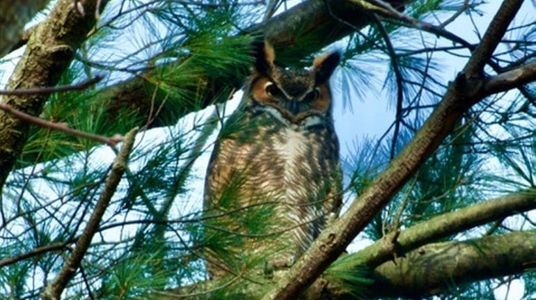 This male great horned owl was perched on a branch...