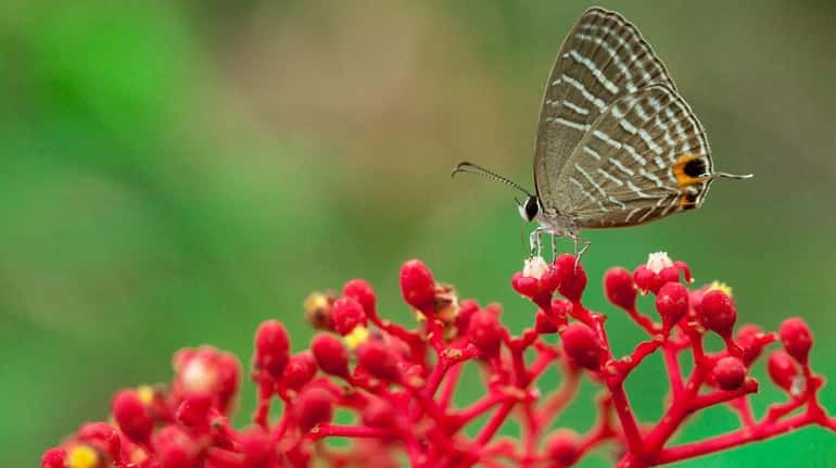 Many plants attract butterflies and other pollinators.