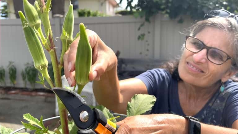 Rona Kauffman harvests okra at Temple B’nai Torah’s community garden...