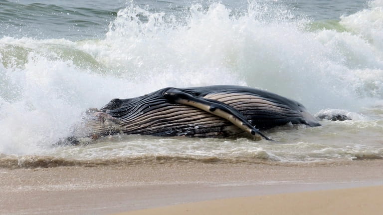 Waves crash around a dead humpback whale that washed ashore...
