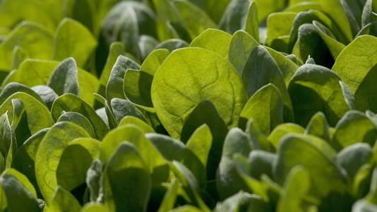 Baby spinach grows in a field Sept. 23, 2006 in...
