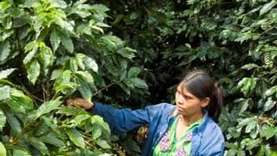 Picking coffee at Hacienda La Esmeralda, on the slopes of...
