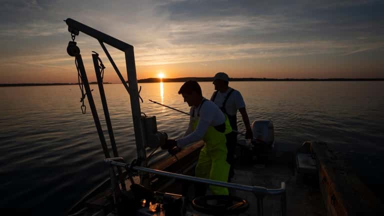 Oyster farmers Ben Gonzalez and David Daly of Southold Bay...