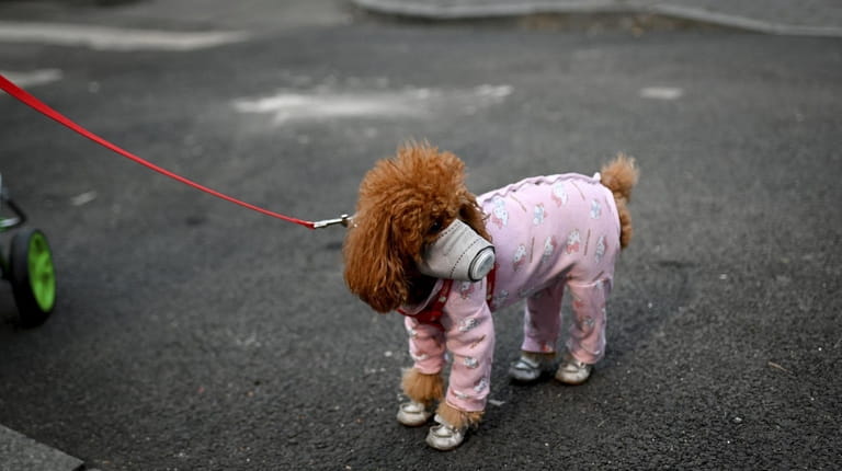 Your furry friends, such as this dog in Beijing last...