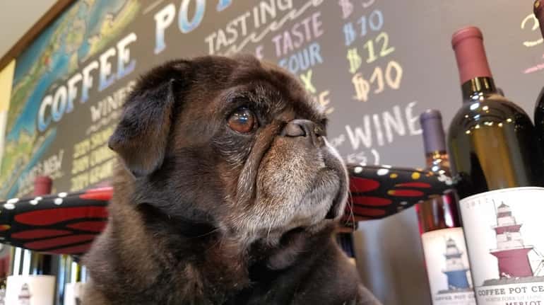Beasley, the official store greeter at Coffee Pot Cellars in...
