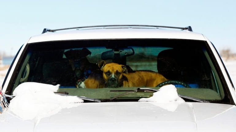 Don't leave your pet alone in the car. Making even...