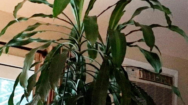 A corn plant outgrowing its space in Elaine Winters' East...