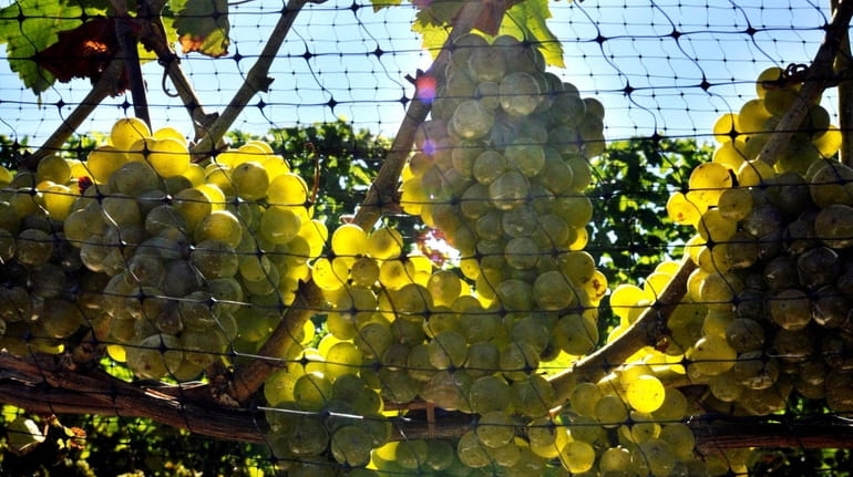 Sauvignon blanc grapes about two-three weeks before harvesting. 
