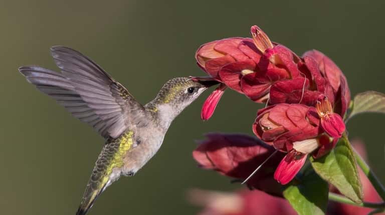 Long Island Hummingbird Plants in Medford specializes in plants that...
