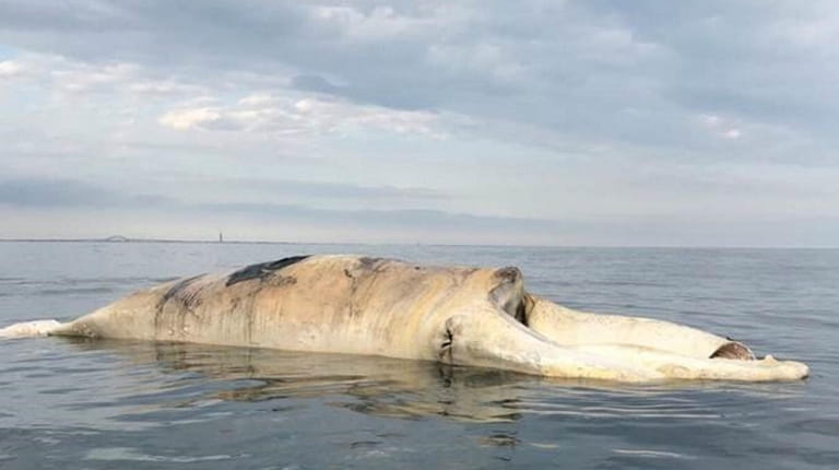 This right whale carcass was found Monday off the coast...