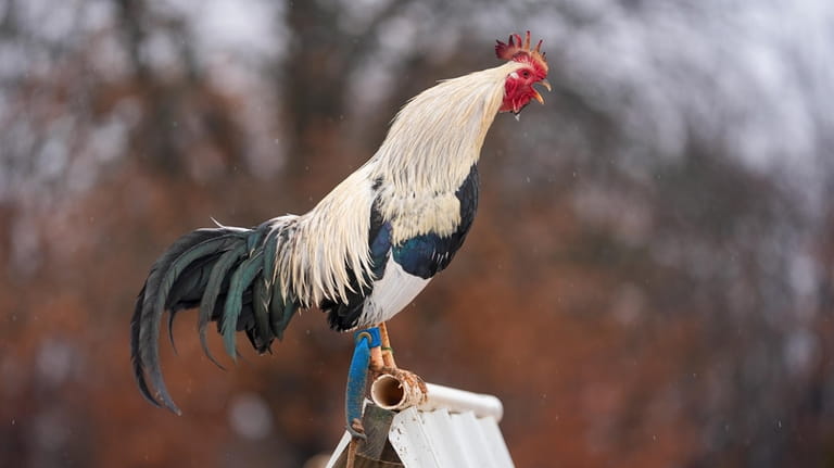 A rooster croaks as it stands on top of its...