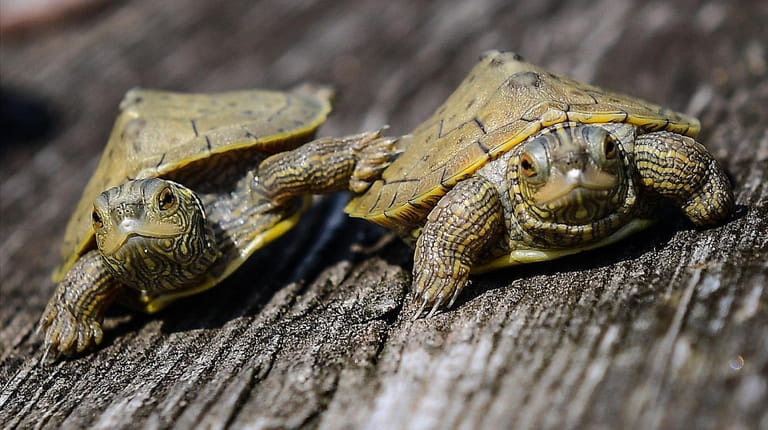 A pair of baby common map turtles which are about...