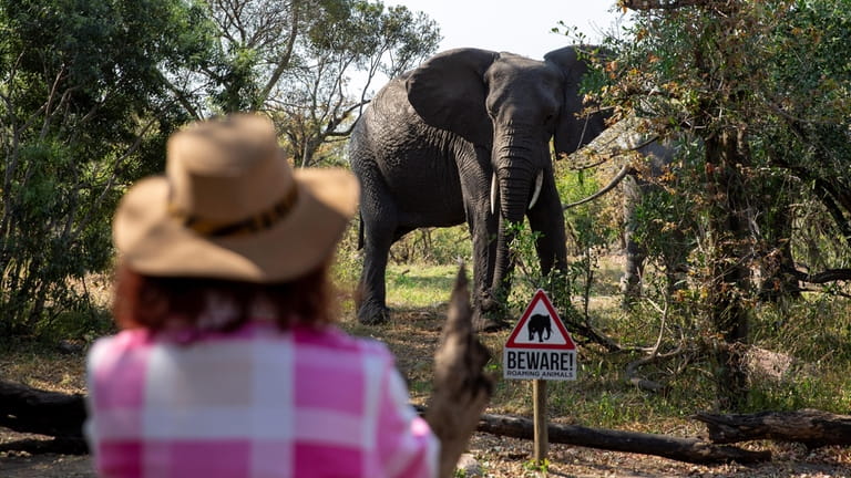 Elephants walk near a tourist at the Kruger National Park,...