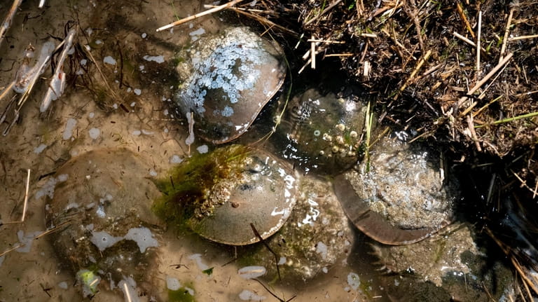 Despite their name, horseshoe crabs are arthropods, more closely related...