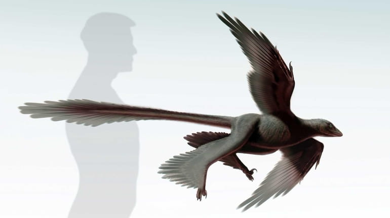A four-winged, meat-eating dinosaur with long tail feathers apparently glided...